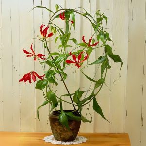 GLORIOSA SUPERBA