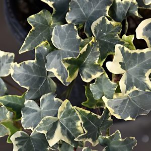 PHP-HEDERA HELIX HYBRIDA