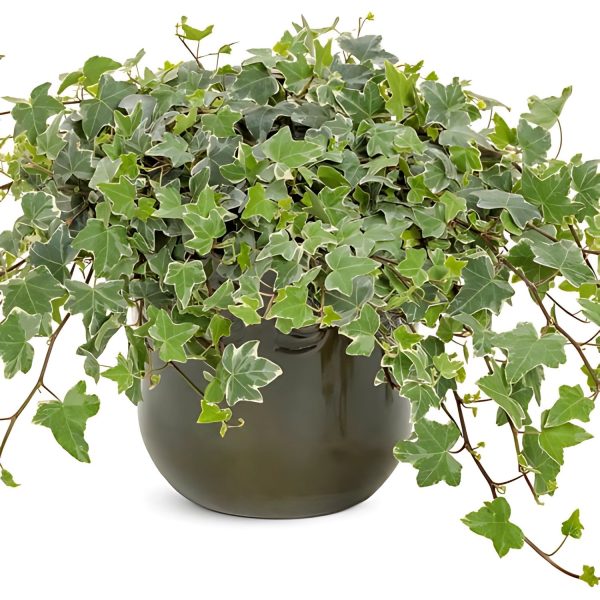 PHP-HEDERA HELIX HYBRIDA - Image 4