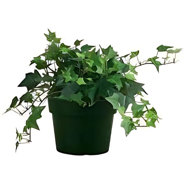 PHP-HEDERA HELIX HYBRIDA - Image 3