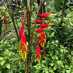 HP-HELICONIA HUMILIS