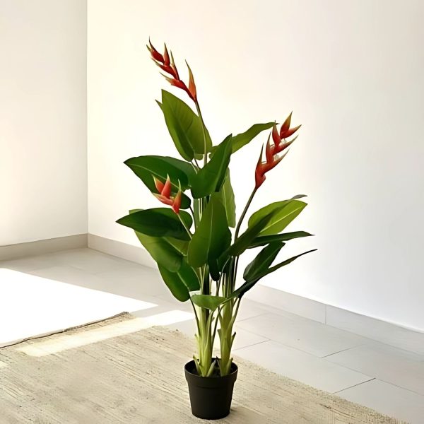 HP-HELICONIA HUMILIS - Image 3