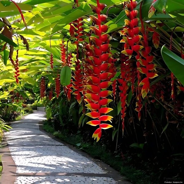 HP-HELICONIA HUMILIS - Image 4