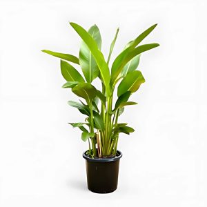 HP-HELICONIA ROSTRATA