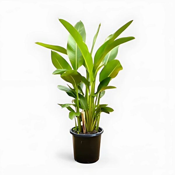HP-HELICONIA ROSTRATA
