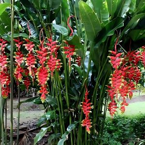 HP-HELICONIA ROSTRATA