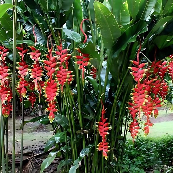 HP-HELICONIA ROSTRATA - Image 2