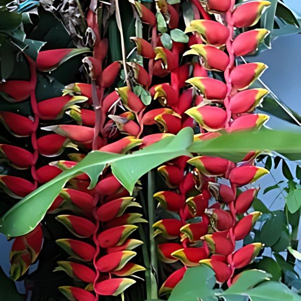 HP-HELICONIA ROSTRATA - Image 3