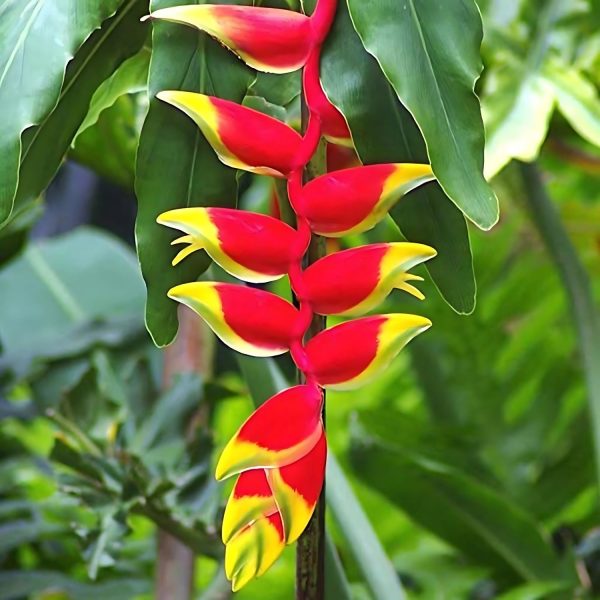 HP-HELICONIA ROSTRATA - Image 4