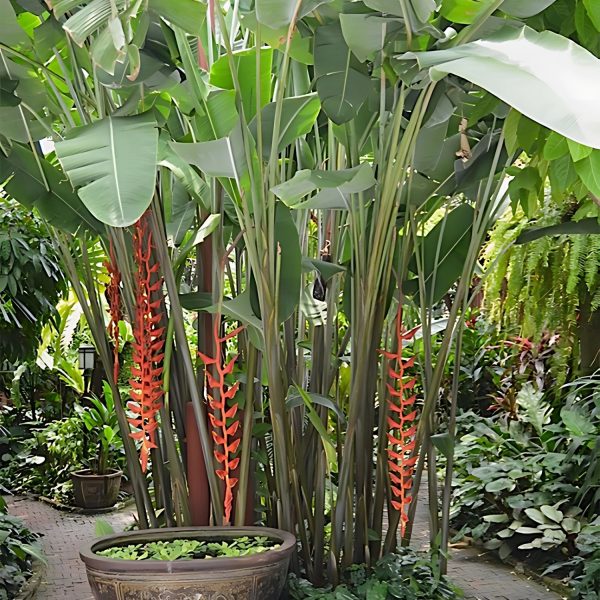 HP-HELICONIA ROSTRATA - Image 5