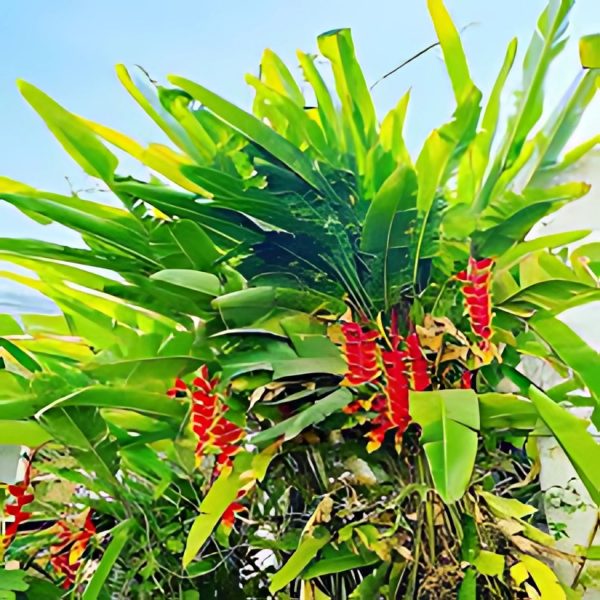 HP-HELICONIA ROSTRATA - Image 6