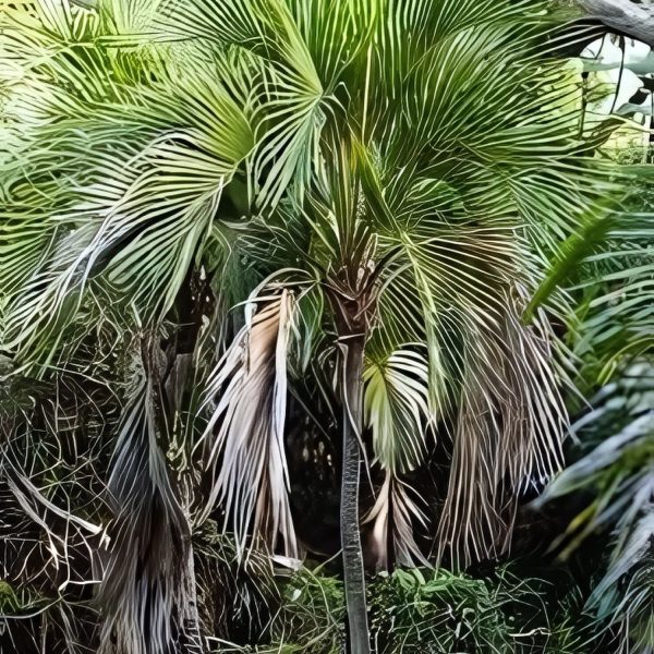 PHP-HOWEA BELMOREANA - Image 4