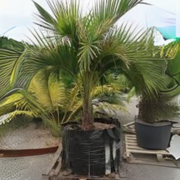 PHP-HOWEA BELMOREANA - Image 3