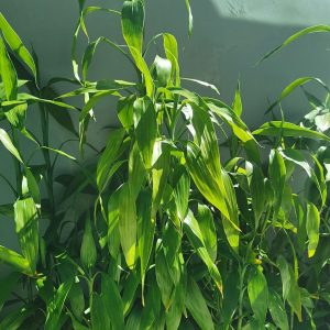 HP-DRACAENA SANDERIANA