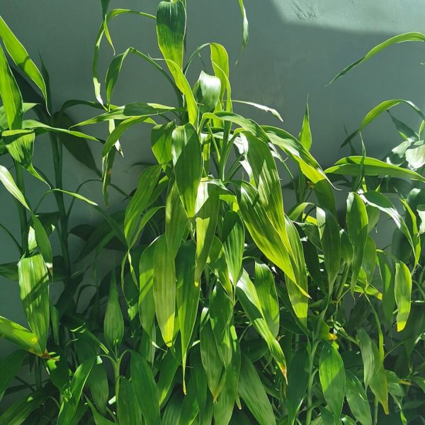 HP-DRACAENA SANDERIANA - Image 2