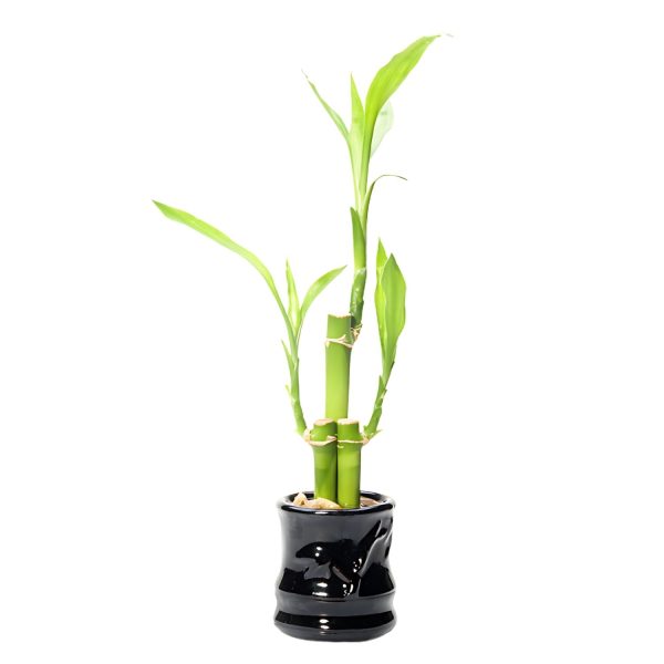 HP-DRACAENA SANDERIANA - Image 4