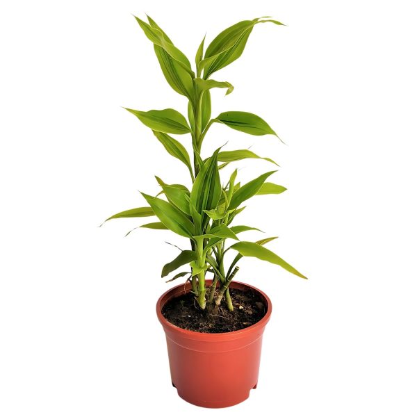 HP-DRACAENA SANDERIANA - Image 3