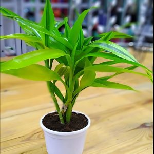 HP-DRACAENA SANDERIANA