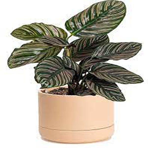 PHP-CALATHEA SANDERIANA - Image 4
