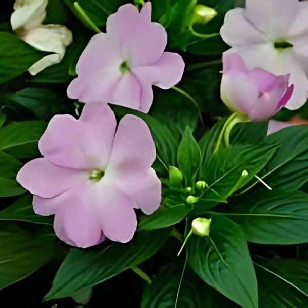 IMPATIENCES SPP. - Image 2