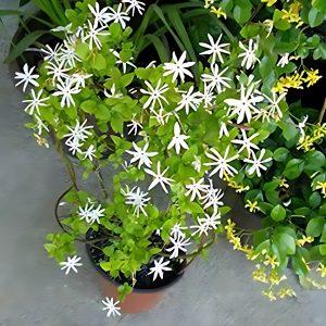 JASMINUM PUBESCENS