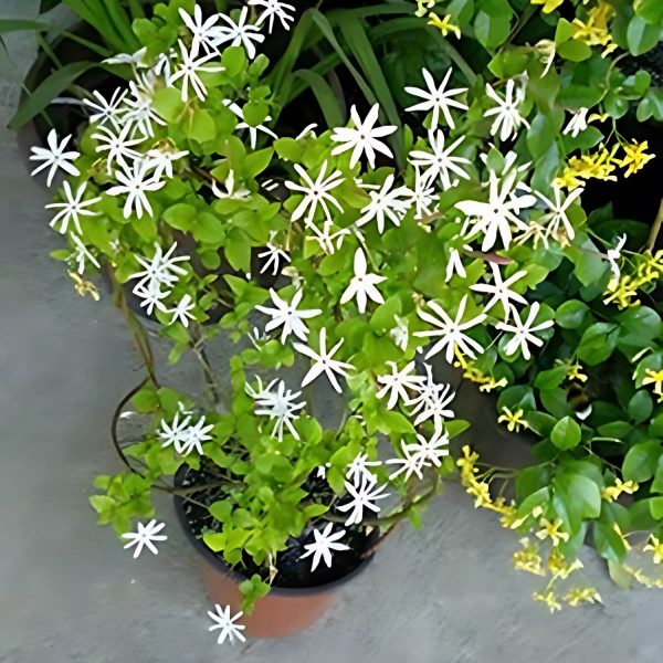 JASMINUM PUBESCENS
