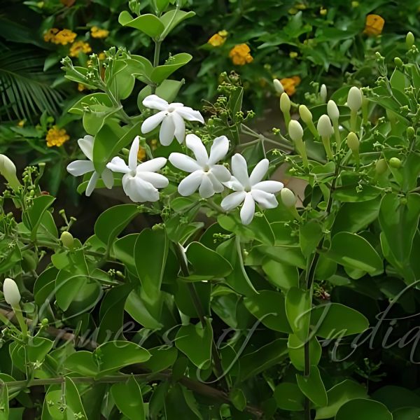 JASMINUM AURICULATUM - Image 4