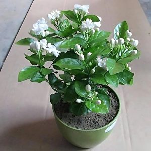 JASMINUM ANGUSTIFOLIUM