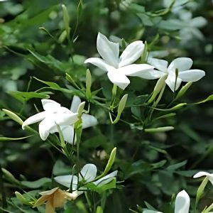 JASMINUM OFFICINALE