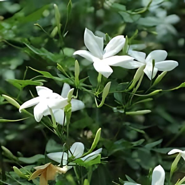 JASMINUM OFFICINALE - Image 2
