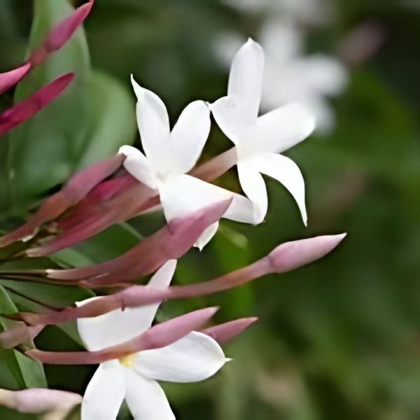 JASMINUM OFFICINALE - Image 3