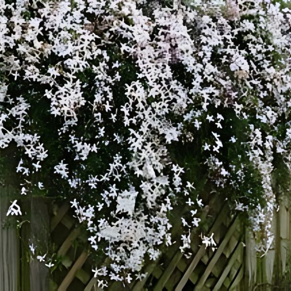 JASMINUM OFFICINALE - Image 4