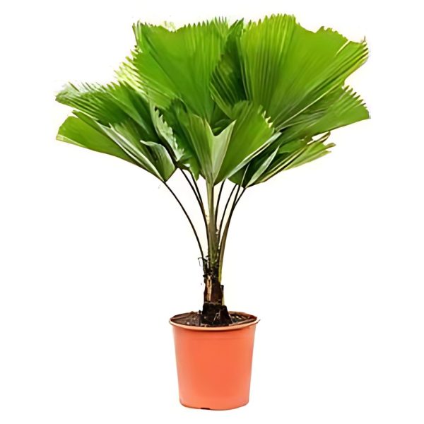 PHP-LICUALA GRANDIS - Image 2
