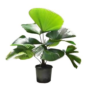 PHP-LICUALA GRANDIS