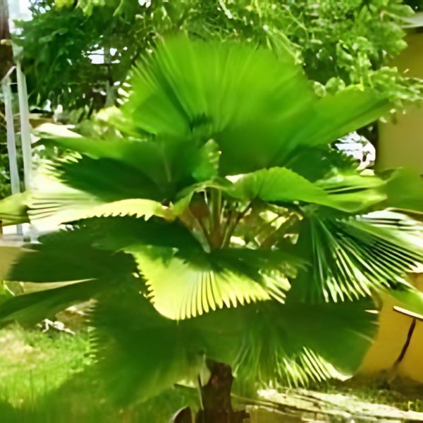 PHP-LICUALA GRANDIS - Image 3