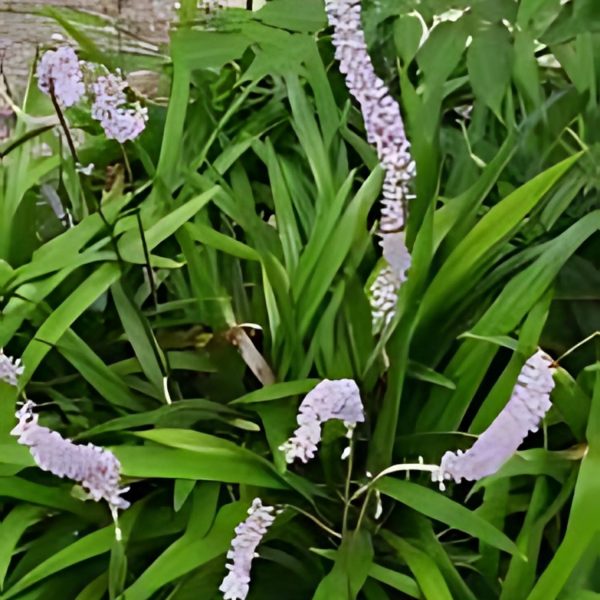 HP-LIRIOPE PLATYPHYLA - Image 3