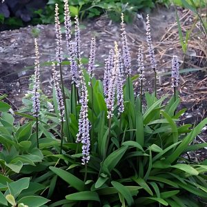 HP-LIRIOPE PLATYPHYLA