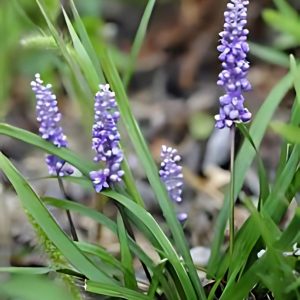 HP-LIRIOPE PLATYPHYLA