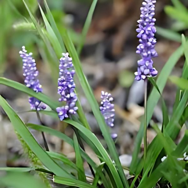 HP-LIRIOPE PLATYPHYLA - Image 2