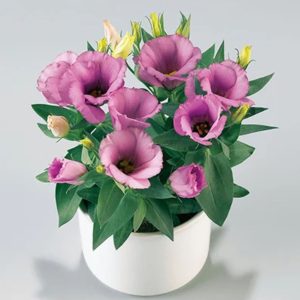 LISIANTHUS