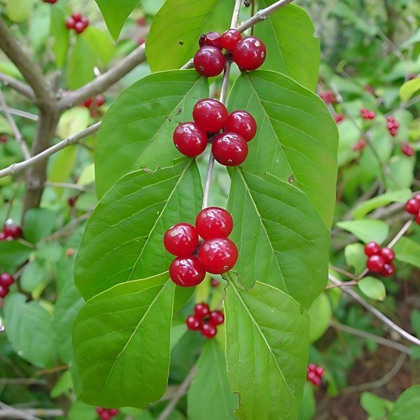 LONICARA  SEMP.
