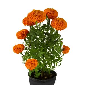 MARIGOLD FRENCH SPP