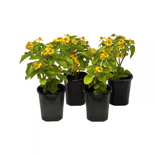 MELAMPODIUM SPP.