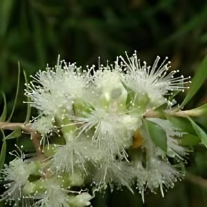 MELALEUCA BRACTEATA