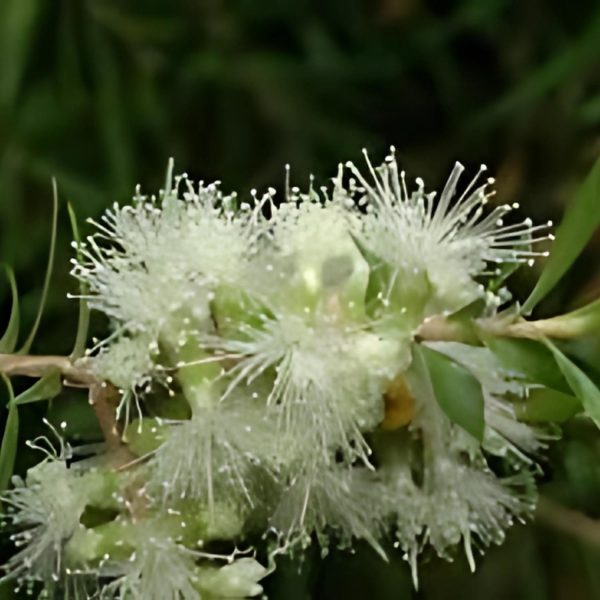 MELALEUCA BRACTEATA - Image 2