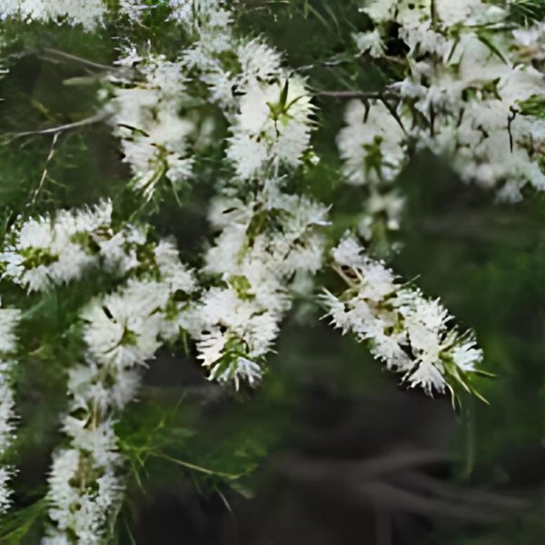 MELALEUCA BRACTEATA - Image 3