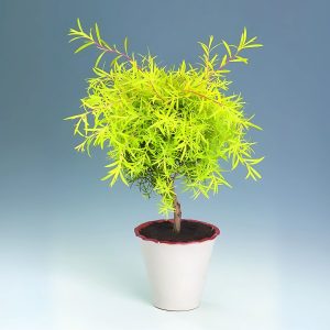 MELALEUCA BRACTEATA