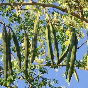 MORINGA OLEIFERA