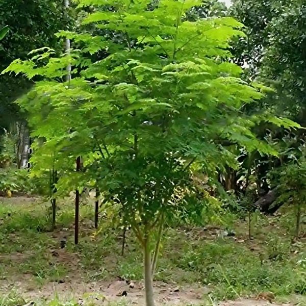 MORINGA OLEIFERA - Image 4