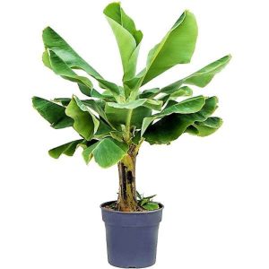 MUSA PARADISIACA